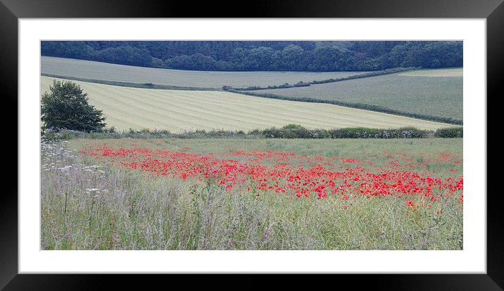  Poppies near Bere Regis, Dorset, UK Framed Mounted Print by Colin Tracy