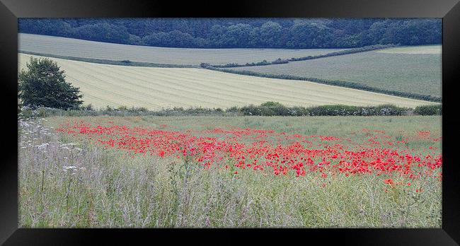  Poppies near Bere Regis, Dorset, UK Framed Print by Colin Tracy