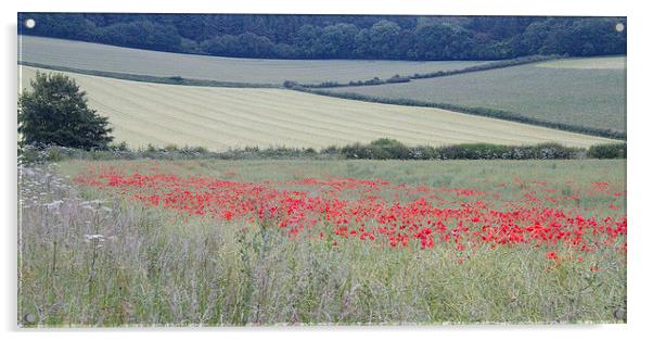  Poppies near Bere Regis, Dorset, UK Acrylic by Colin Tracy