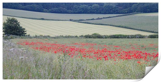 Poppies near Bere Regis, Dorset, UK Print by Colin Tracy
