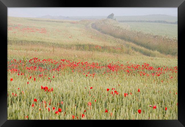 Poppies on the Dorset Ridgeway  Framed Print by Colin Tracy