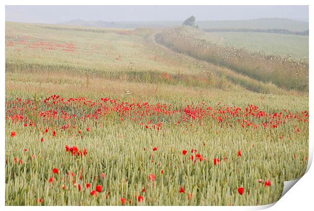 Poppies on the Dorset Ridgeway  Print by Colin Tracy