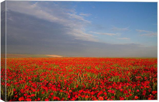 Poppies on the Dorset Ridgeway  Canvas Print by Colin Tracy