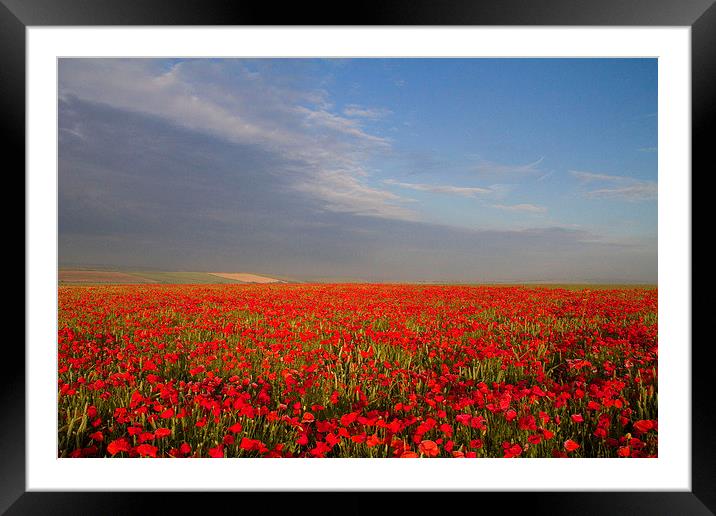 Poppies on the Dorset Ridgeway  Framed Mounted Print by Colin Tracy