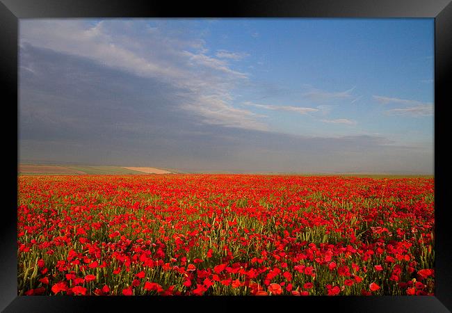 Poppies on the Dorset Ridgeway  Framed Print by Colin Tracy