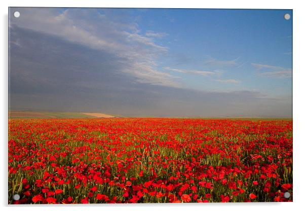 Poppies on the Dorset Ridgeway  Acrylic by Colin Tracy