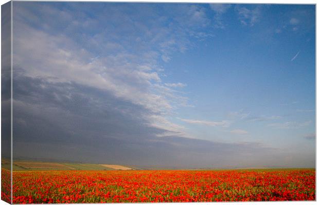 Poppy Field on the Dorset Ridgeway  Canvas Print by Colin Tracy