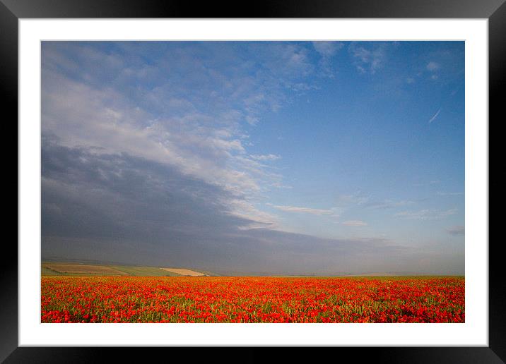 Poppy Field on the Dorset Ridgeway  Framed Mounted Print by Colin Tracy