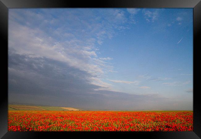 Poppy Field on the Dorset Ridgeway  Framed Print by Colin Tracy
