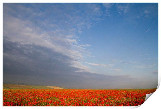 Poppy Field on the Dorset Ridgeway  Print by Colin Tracy