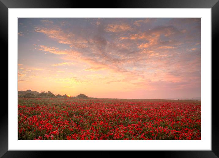 Poppies at Dawn Framed Mounted Print by Colin Tracy