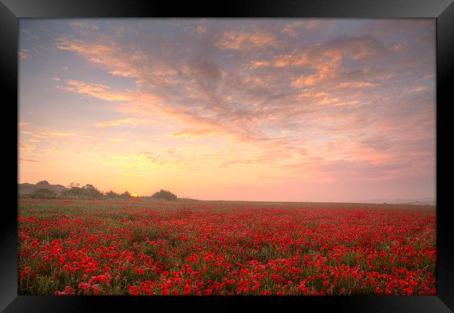 Poppies at Dawn Framed Print by Colin Tracy