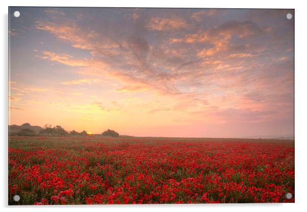 Poppies at Dawn Acrylic by Colin Tracy