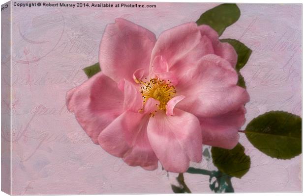  Pink Rose Blush Canvas Print by Robert Murray
