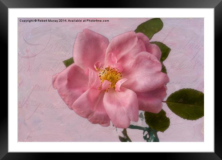  Pink Rose Blush Framed Mounted Print by Robert Murray