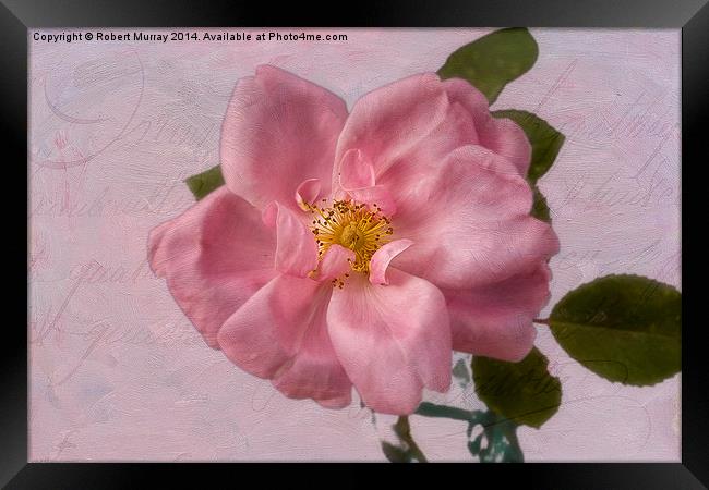  Pink Rose Blush Framed Print by Robert Murray