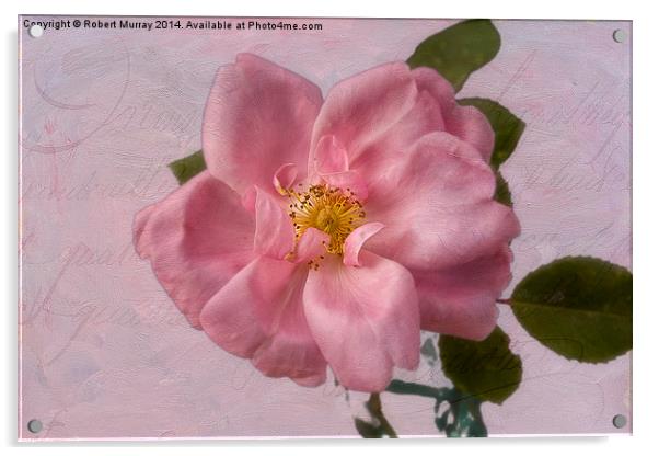  Pink Rose Blush Acrylic by Robert Murray