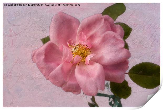 Pink Rose Blush Print by Robert Murray