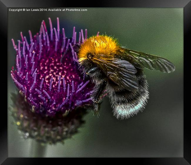  Bumblebee on Cynara Cardunculus Framed Print by Ian Lewis