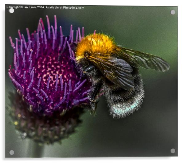  Bumblebee on Cynara Cardunculus Acrylic by Ian Lewis