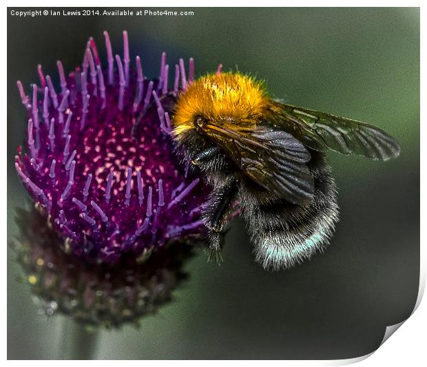  Bumblebee on Cynara Cardunculus Print by Ian Lewis