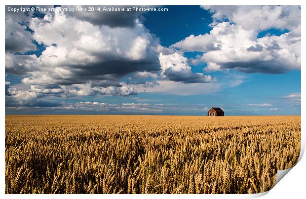 Fields of Gold Print by Fine art by Rina