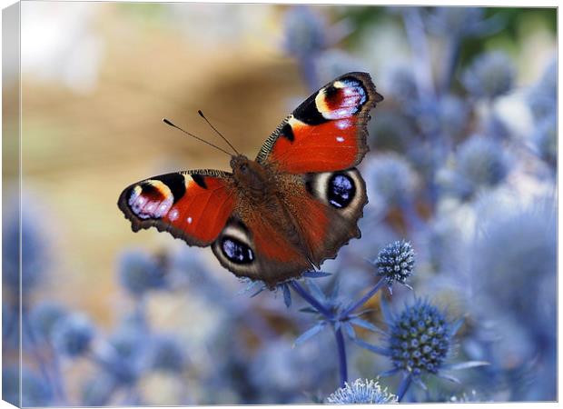 Peacock butterfly Canvas Print by Victor Burnside