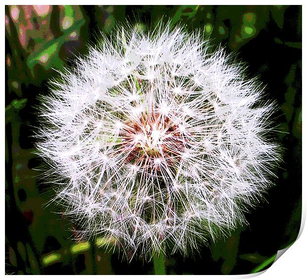  Dandelion Flower Print by james balzano, jr.