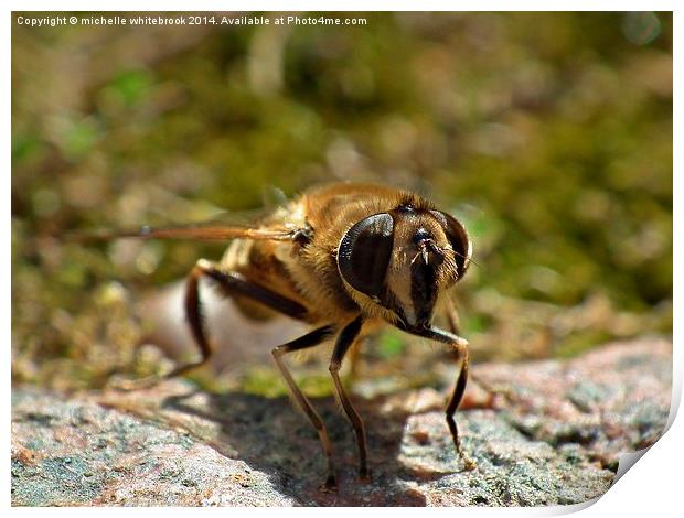 Honey bee  Print by michelle whitebrook