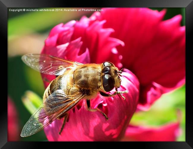 Honey bee resting  Framed Print by michelle whitebrook