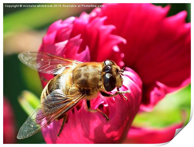 Honey bee resting  Print by michelle whitebrook