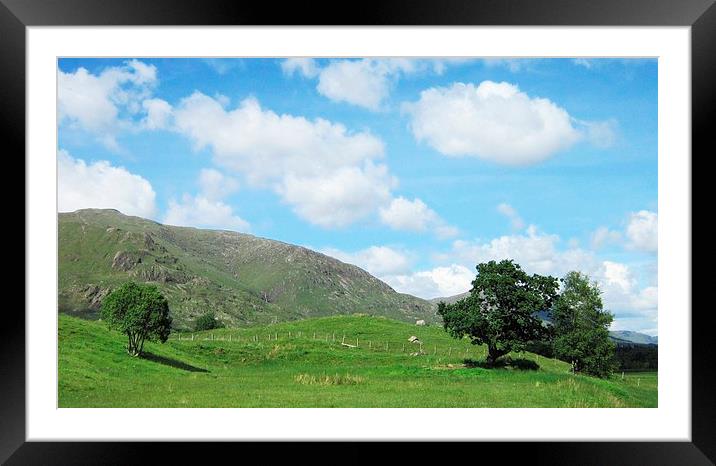  3 trees Framed Mounted Print by dale rys (LP)