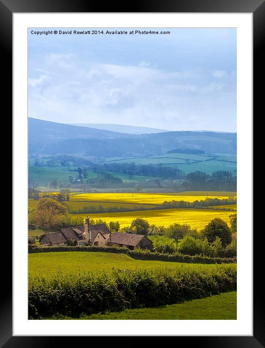  Fields of Golden Yellow Framed Mounted Print by Dave Rowlatt