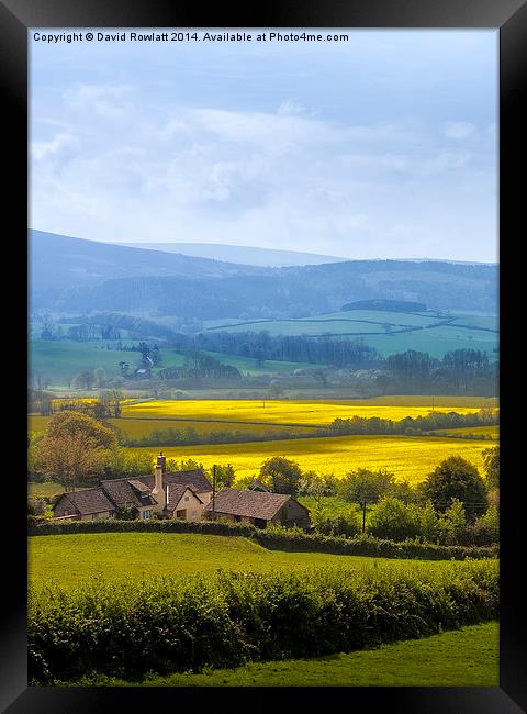  Fields of Golden Yellow Framed Print by Dave Rowlatt