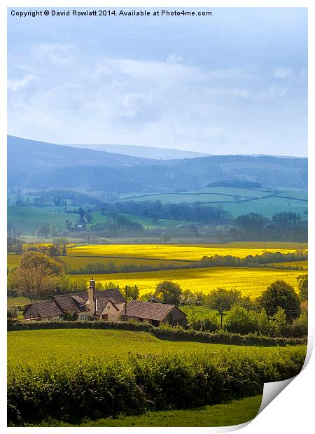  Fields of Golden Yellow Print by Dave Rowlatt