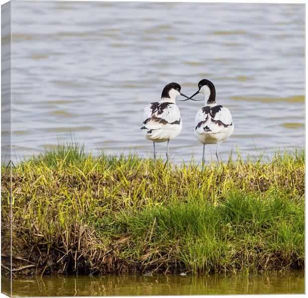 A pair of Avocets crossing beaks Canvas Print by James Bennett (MBK W