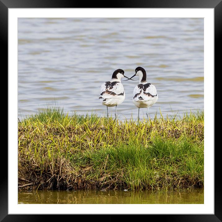 A pair of Avocets crossing beaks Framed Mounted Print by James Bennett (MBK W