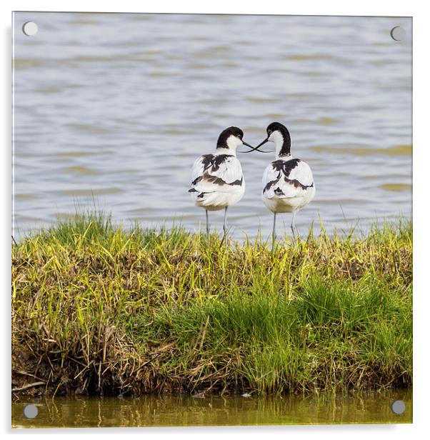 A pair of Avocets crossing beaks Acrylic by James Bennett (MBK W