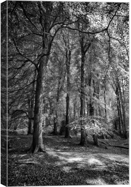  Throncombe Woods Canvas Print by Mark Godden