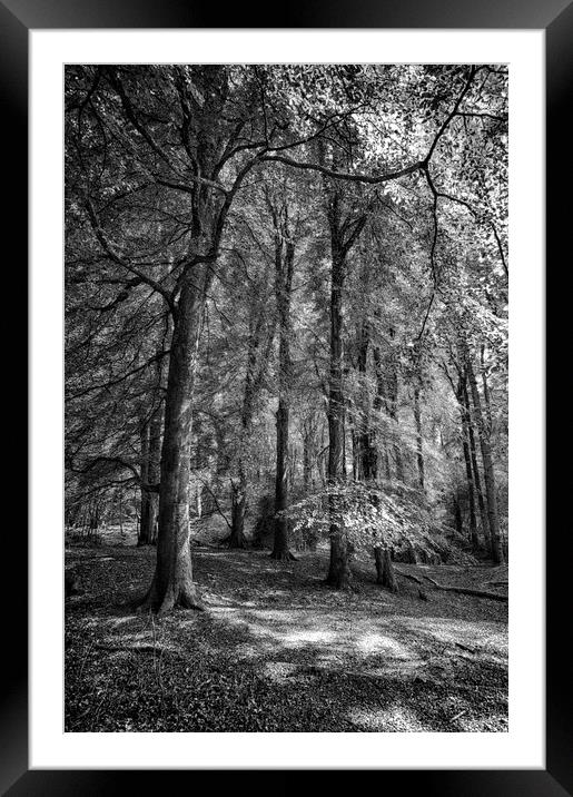  Throncombe Woods Framed Mounted Print by Mark Godden