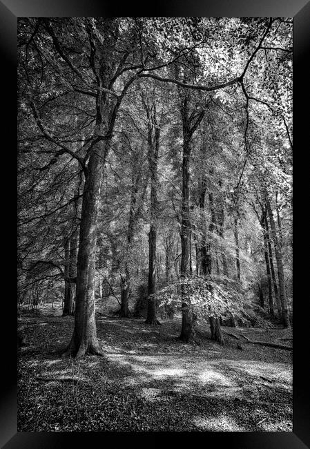  Throncombe Woods Framed Print by Mark Godden