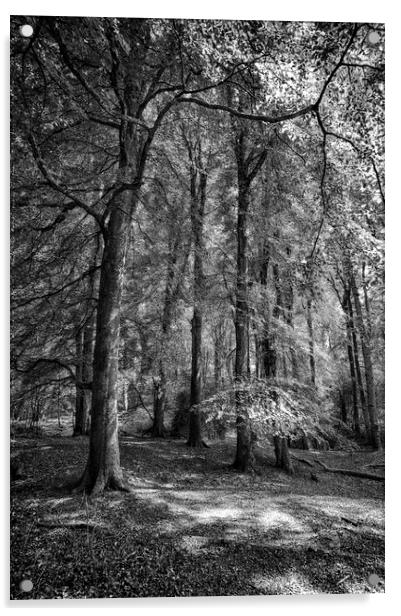  Throncombe Woods Acrylic by Mark Godden