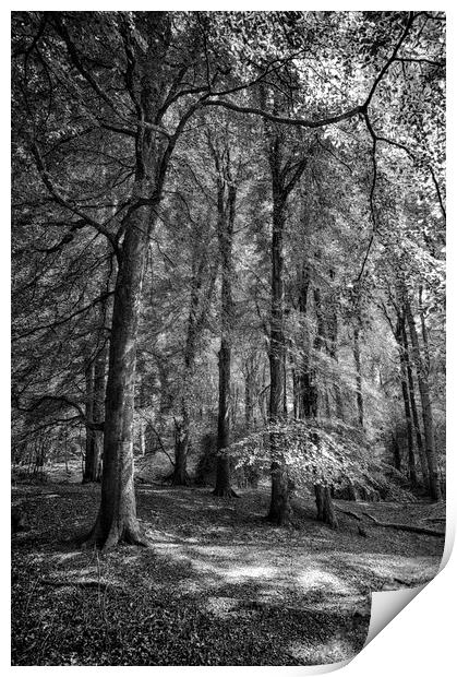  Throncombe Woods Print by Mark Godden