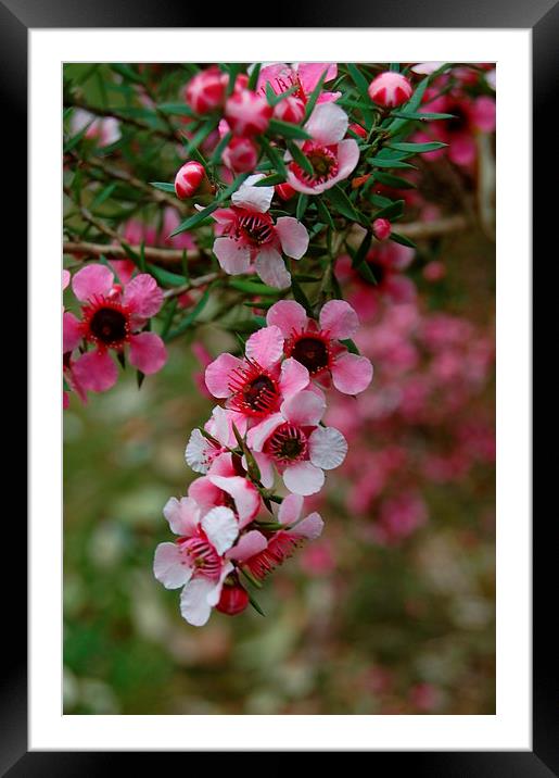  Pink Flower Framed Mounted Print by Alan Waters