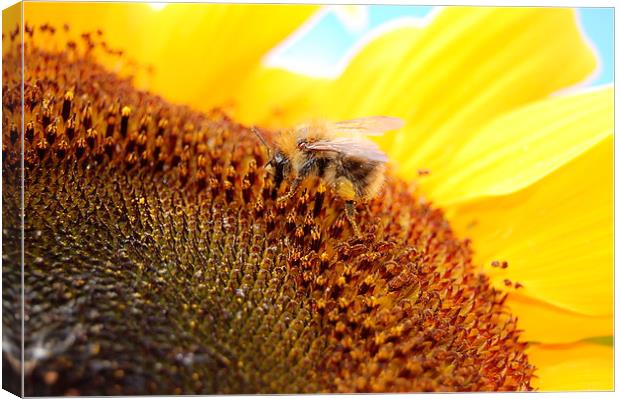  The Pollen Gatherer Canvas Print by Alan Waters