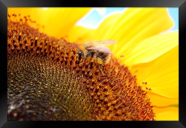  The Pollen Gatherer Framed Print by Alan Waters