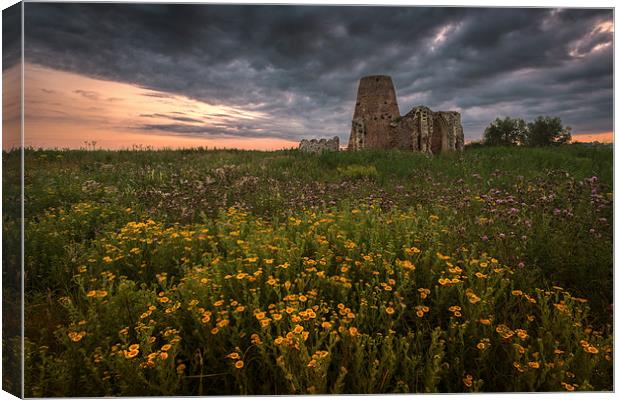 Wild Flowers at St Benets Abbey in Norfolk Canvas Print by Stephen Mole