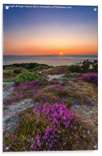 Purple Heather Sunset Acrylic by Wight Landscapes