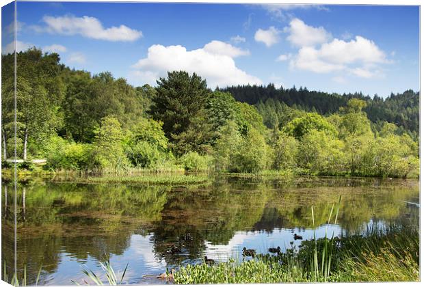  small lochan at The Lodge Forest Visitor Centre Canvas Print by Derek Corner