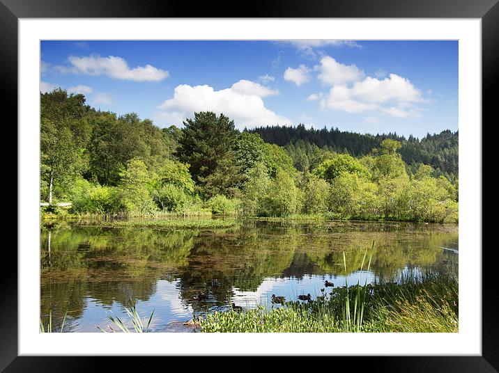  small lochan at The Lodge Forest Visitor Centre Framed Mounted Print by Derek Corner